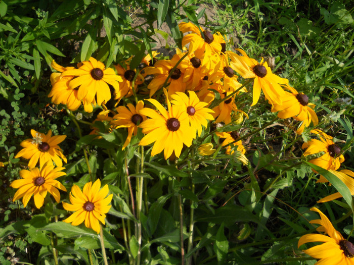 rudbeckia