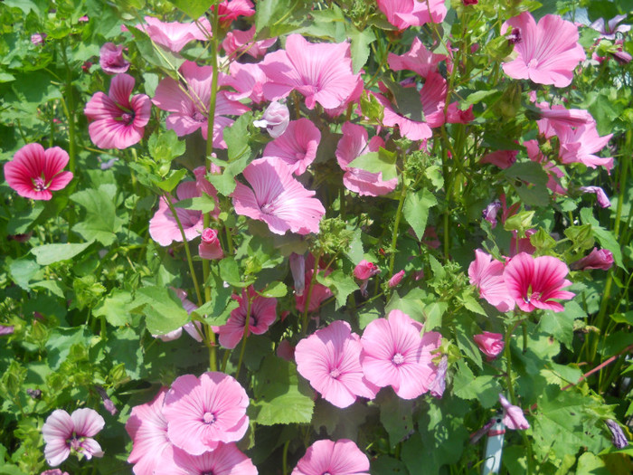 malope - A12vara2011