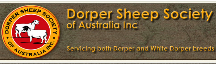 oi dorper -australia