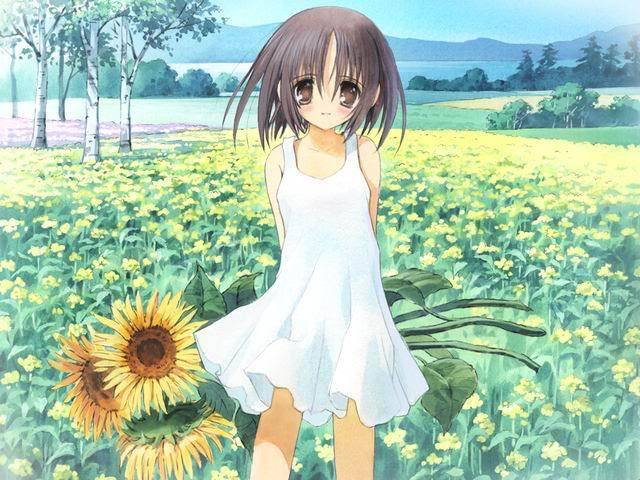 878 - ANIME - Sunflower