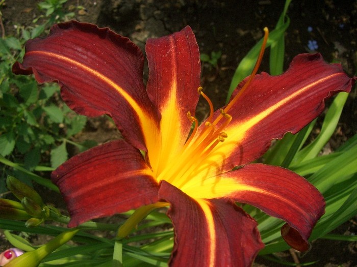 CIMG3926 - gradina 2011