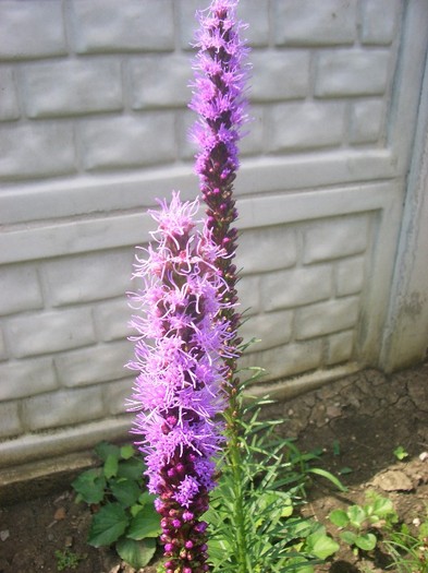 CIMG3928 - gradina 2011