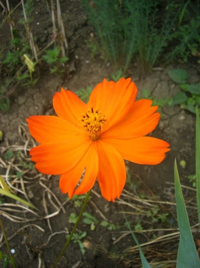 CIMG3929 - gradina 2011