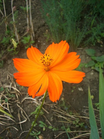 CIMG3930 - gradina 2011