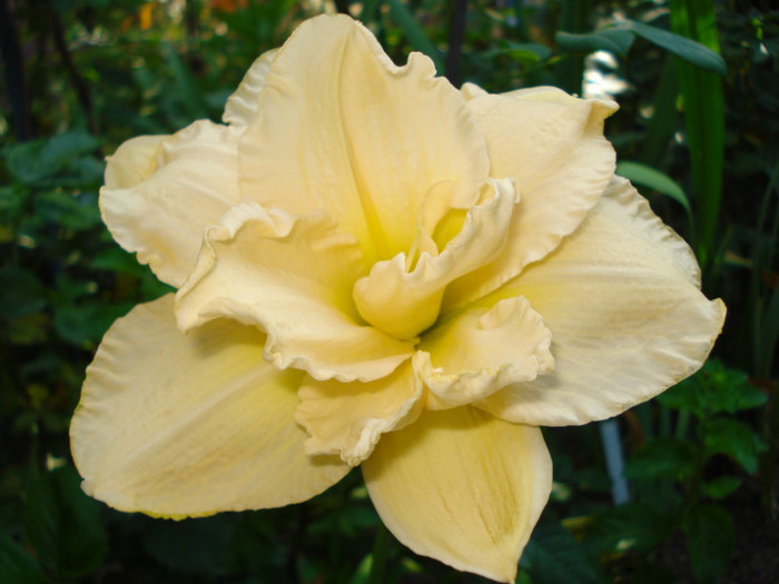 40. "Land Of Cotton"