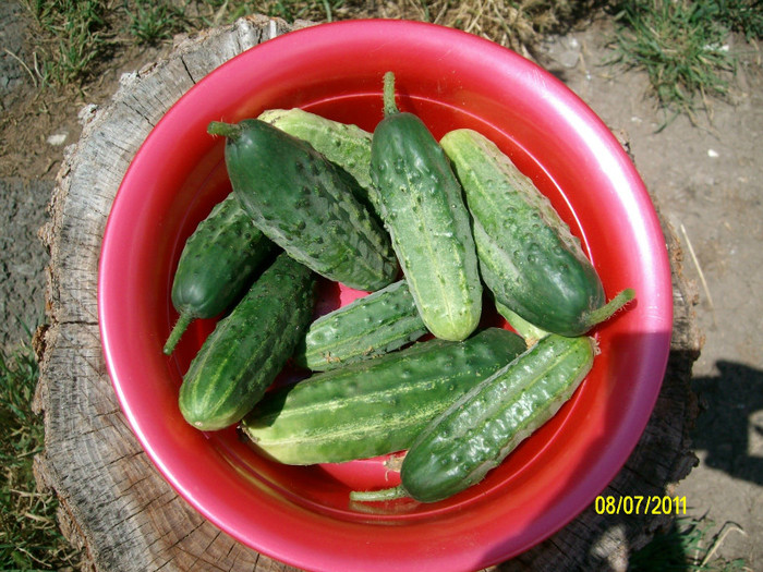 SANY1205 - Gradina de Legume 2011