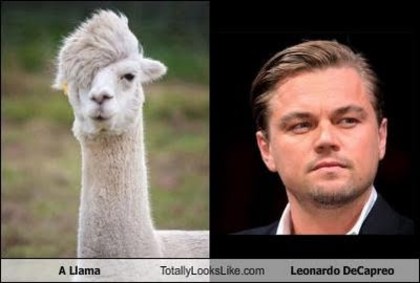 a-llama-totally-looks-like-leonardo-dicaprio - asemanari