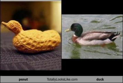 peanut-totally-looks-like-a-duck - asemanari