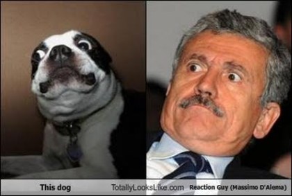 this-dog-totally-looks-like-reaction-guy-massimo-dalema - asemanari