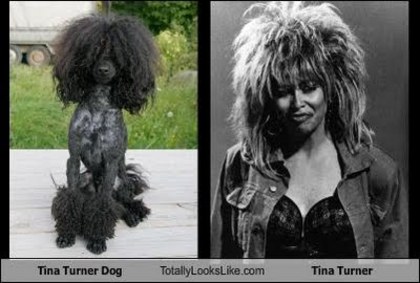 tina-turner-dog-totally-looks-like-tina-turner - asemanari