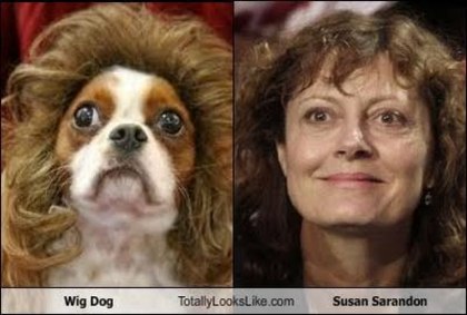 wig-dog-totally-looks-like-susan-sarandon - asemanari
