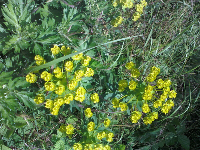 Euphorbia - Plante Neidentificate