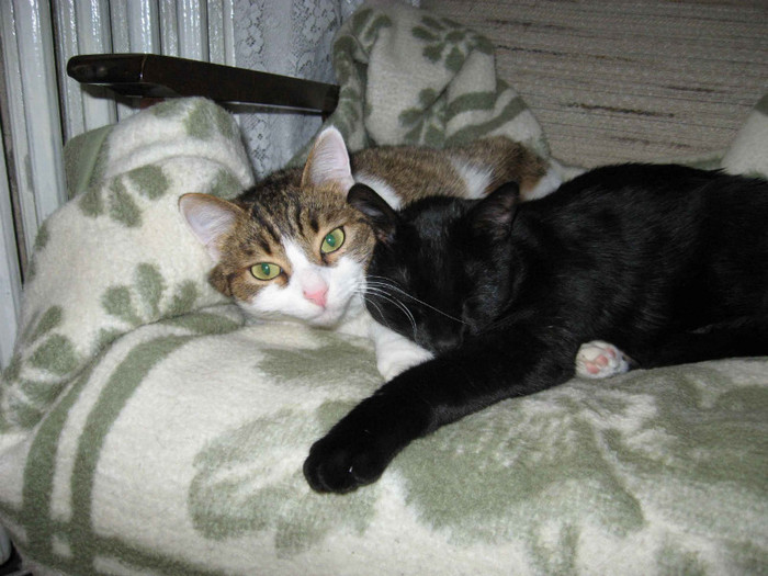 IMG_2211 - Pisicile mele Miki si Danila
