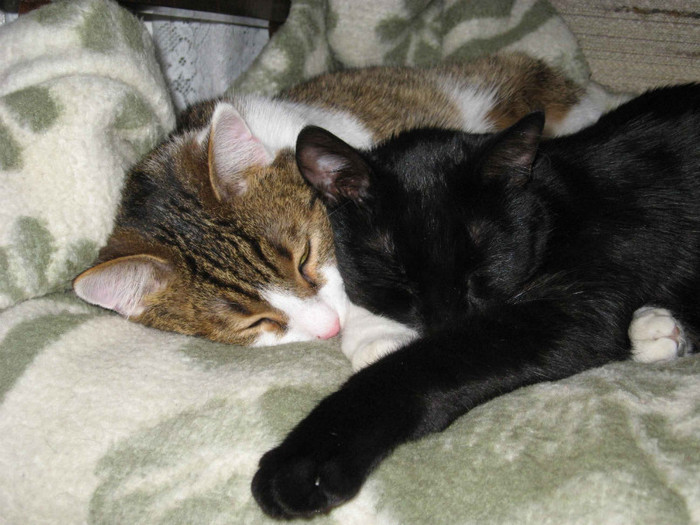 IMG_2213 - Pisicile mele Miki si Danila