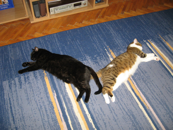 IMG_4265 - Pisicile mele Miki si Danila