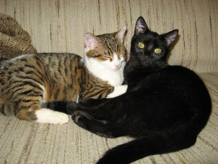 IMG_5465 - Pisicile mele Miki si Danila