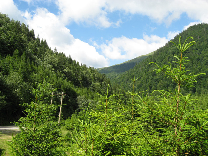 IMG_3106 - Transfagarasan