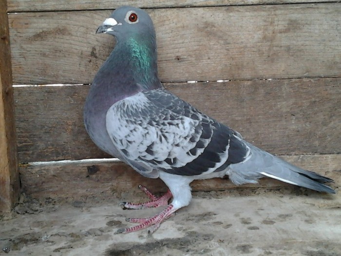 femela 2008(vinduta)