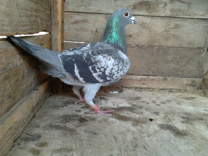 bulgarul 2010(prada aceleiasi javre)