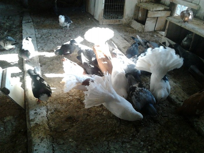 Fotografie0202 - porumbeii mei