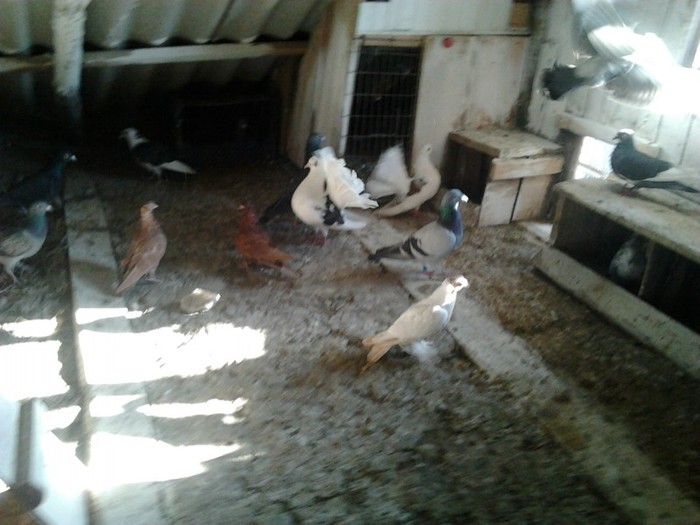 Fotografie0209 - porumbeii mei