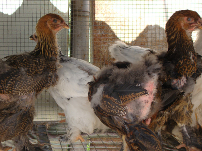 DSC00435; brahma potarnichiu
