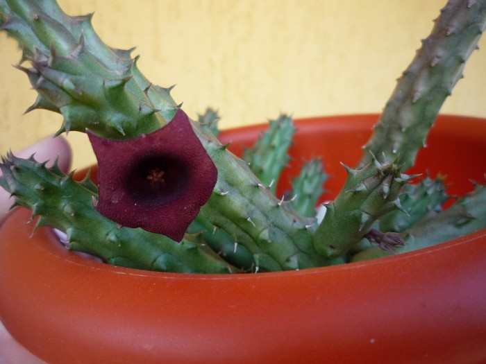MsiG 084 - cactusi si suculente