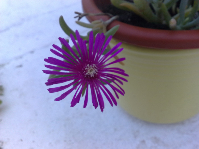 pink succulent - FLORILE MELE 2011