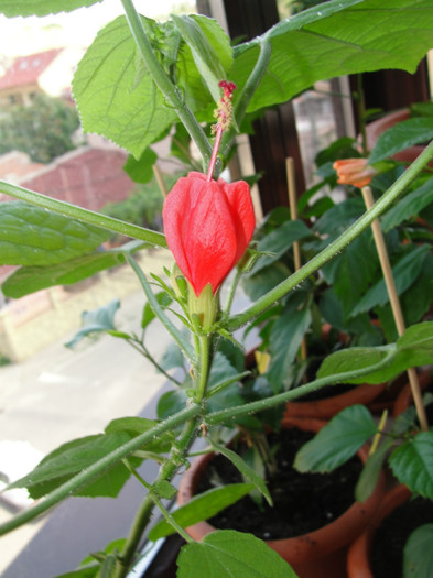 hibiscus malvaviscus rouge - C-plante de la hodnik 2011
