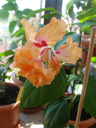 hibiscus el capitolio sport