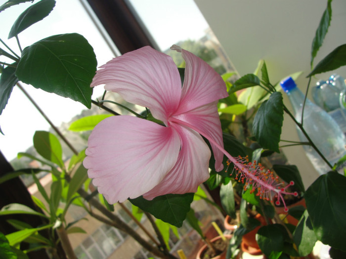 hibiscus dainty pink