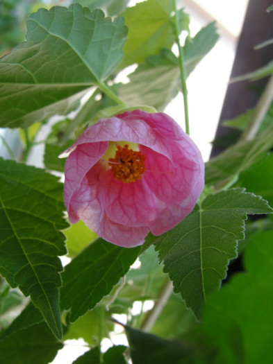 abutilon cerise queen - C-plante de la hodnik 2011