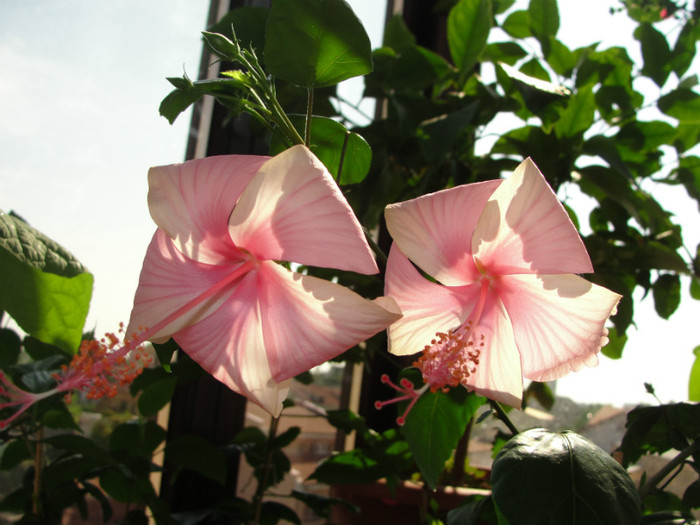 hibiscus dainty pink - C-plante de la hodnik 2011