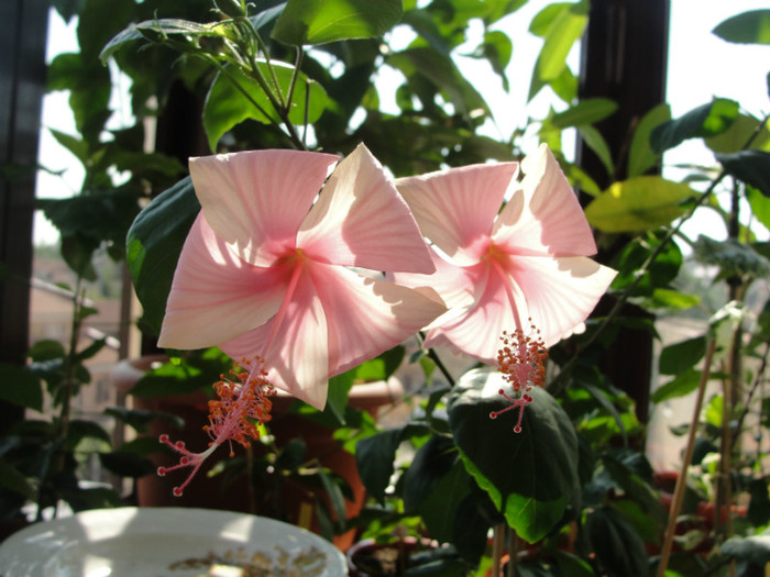 hibiscus dainty pink