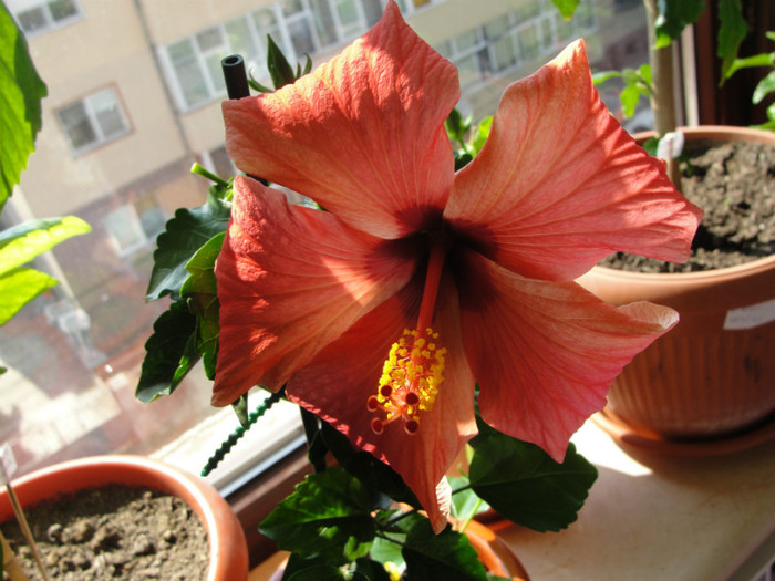 hibiscus somon simplu, corinap