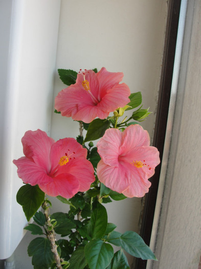 hibiscus como