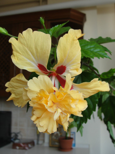 hibiscus el capitolio sport of sport
