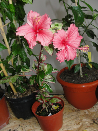 hibiscus surinam, corinap