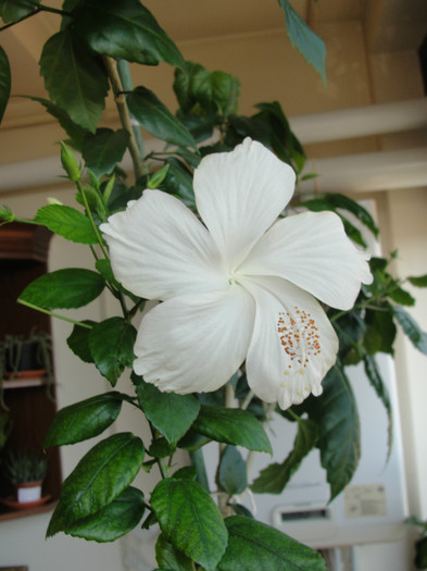 hibiscus swan lake
