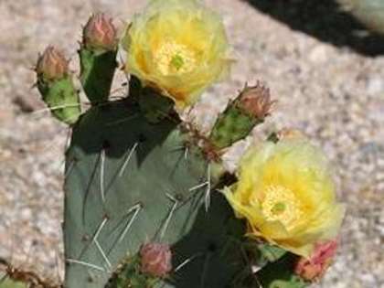 asa va inflori opuntia (cactusul meu galben) - Cactusi si alte suculente