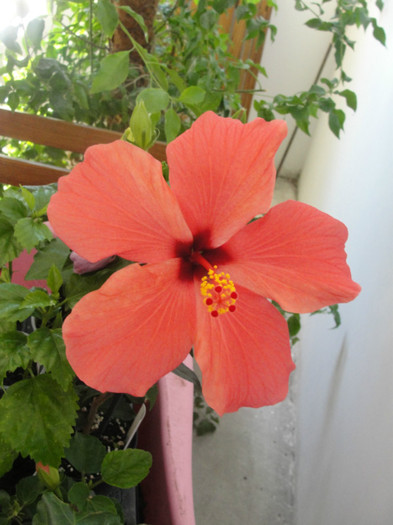 hibiscus cairo corai, corinap