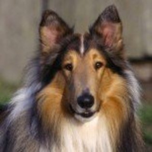 wallpaper_caini_collie-150x150