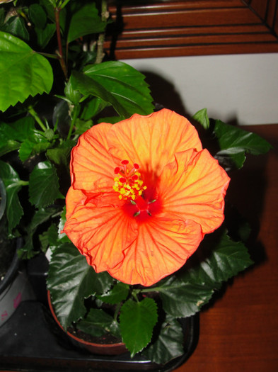 hibiscus portocaliu gofrat