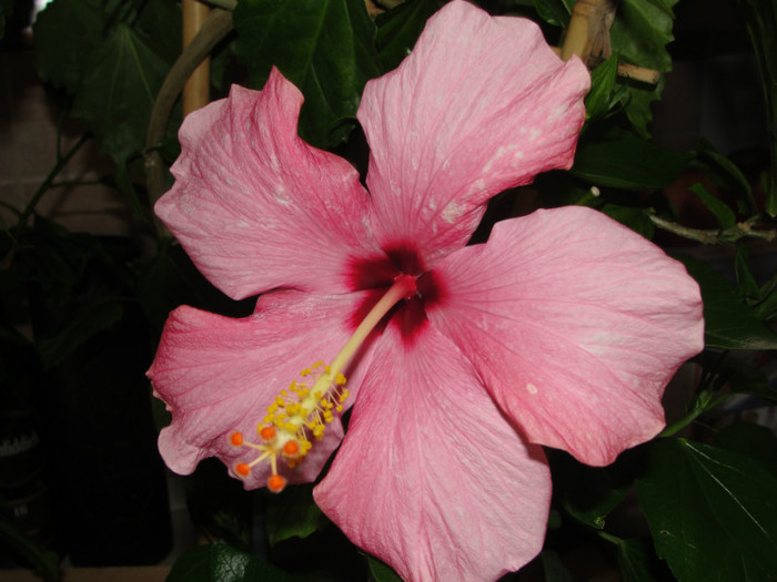 hibiscus siclam simplu