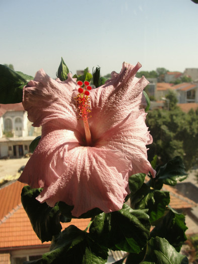 hibiscus robyn ann