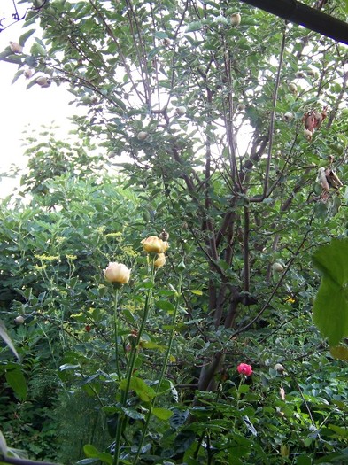 100_0730 - Iulie 2011