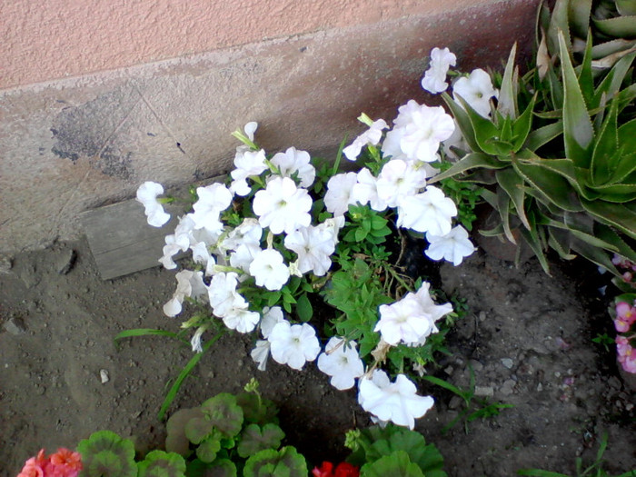 P130711_1530[01] - florile din curte
