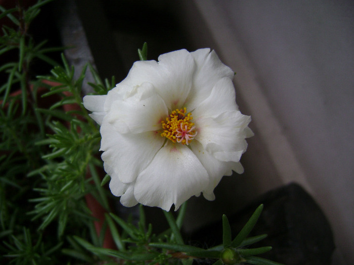 DSC07050 - Floarea de piatra - Portulaca grandiflora