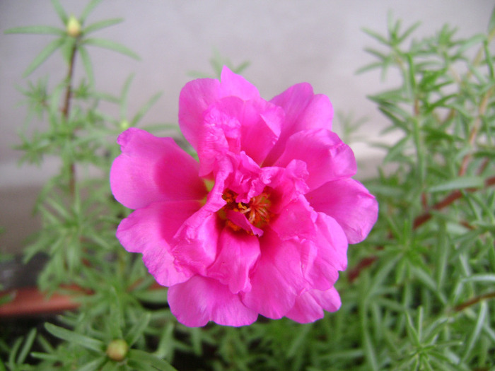 DSC07051 - Floarea de piatra - Portulaca grandiflora