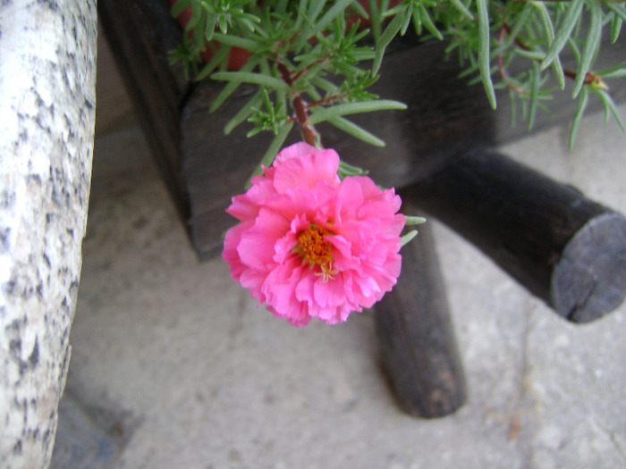 DSC07061 - Floarea de piatra - Portulaca grandiflora